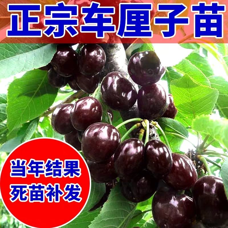车厘子树苗嫁接樱桃树苗品种齐全基地直供现挖现发量大从优