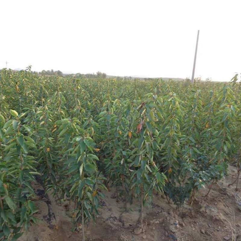 车厘子树苗嫁接樱桃树苗品种齐全基地直供现挖现发量大从优