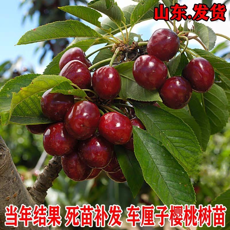 车厘子树苗嫁接樱桃树苗品种齐全基地直供现挖现发量大从优