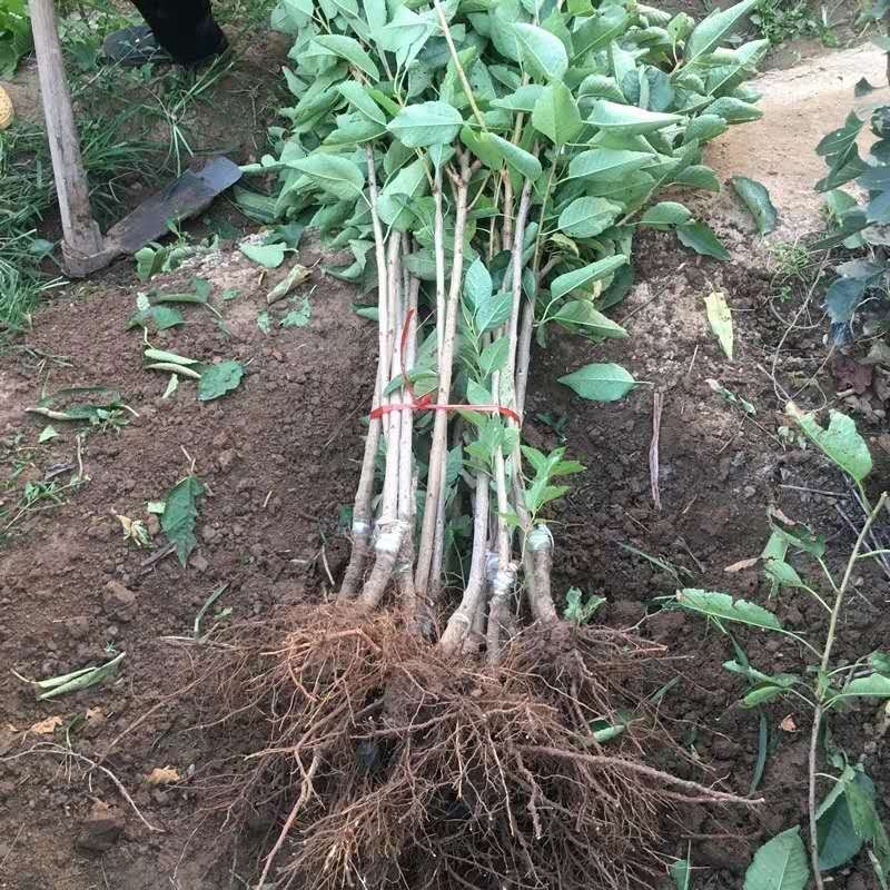车厘子树苗嫁接樱桃树苗品种齐全基地直供现挖现发量大从优
