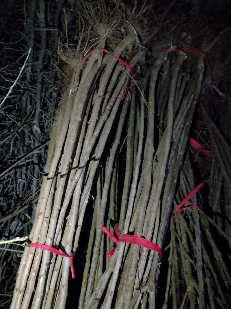 车厘子树苗嫁接樱桃树苗品种齐全基地直供现挖现发量大从优