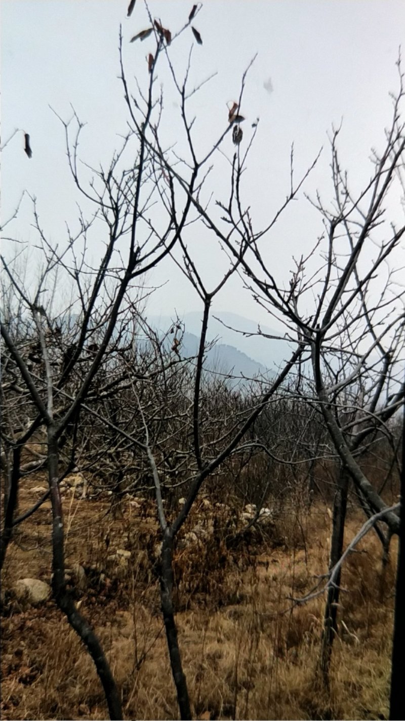 车厘子树苗嫁接樱桃树苗品种齐全基地直供现挖现发量大从优