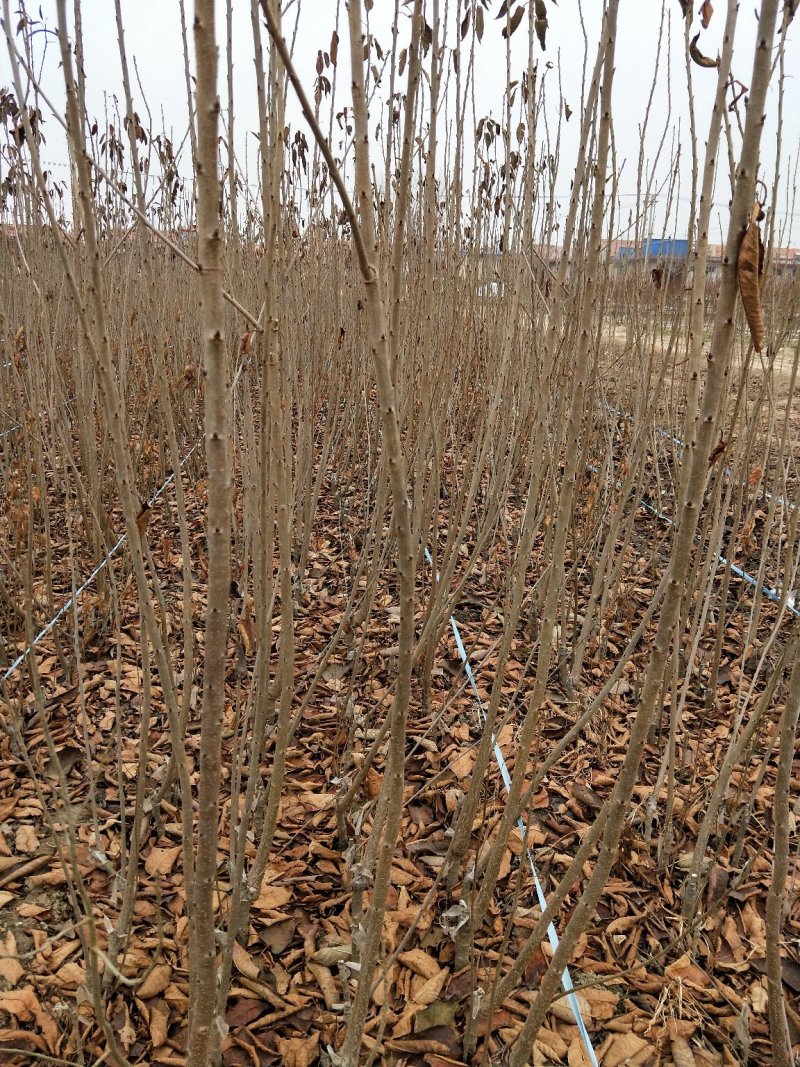 车厘子树苗嫁接樱桃树苗品种齐全基地直供现挖现发量大从优