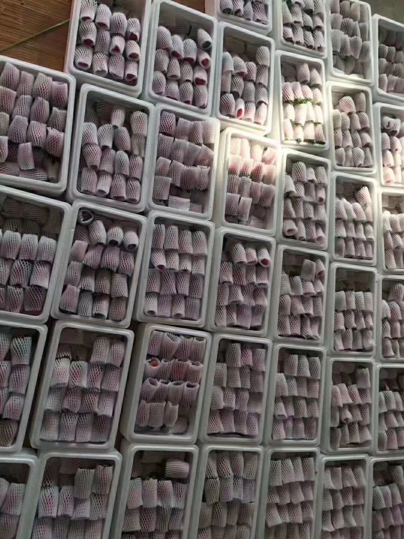 a草莓甜宝大量上市日供2000斤