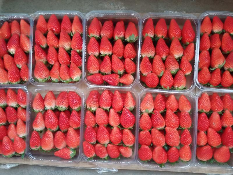 a草莓甜宝大量上市日供2000斤