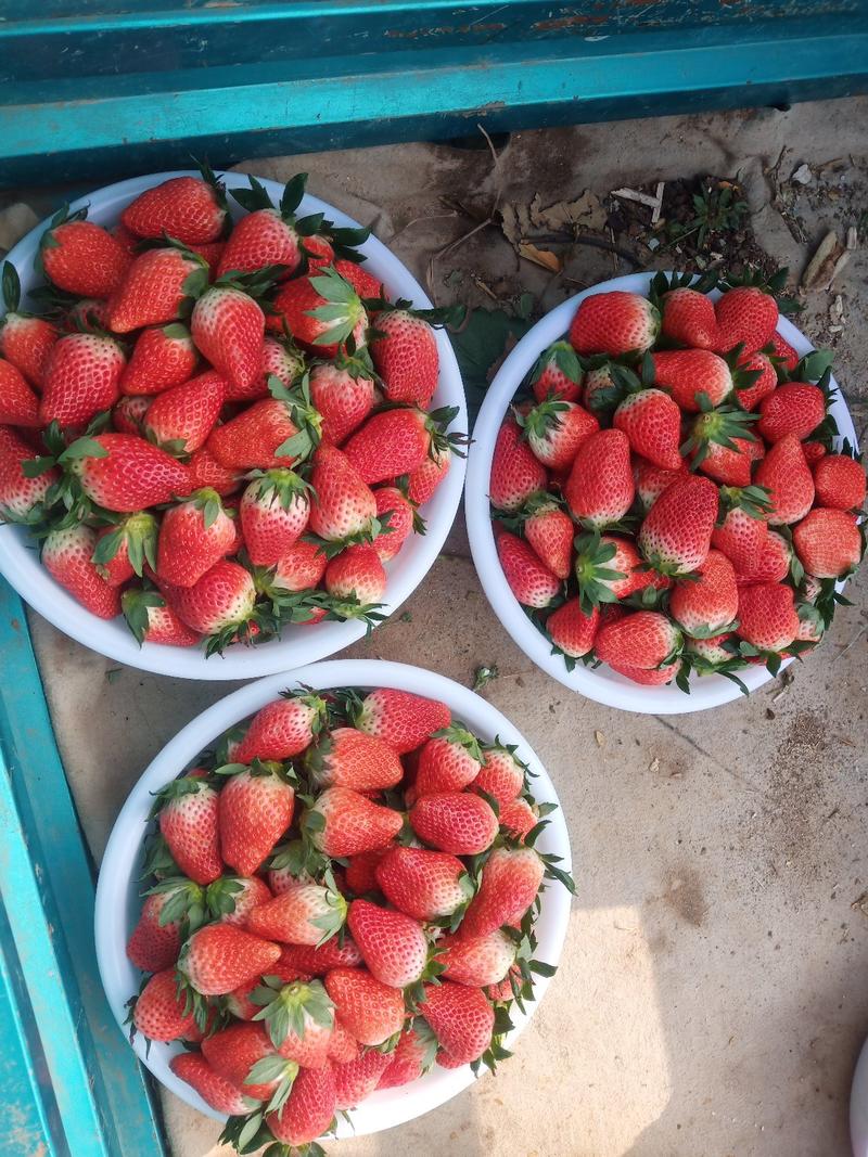 a草莓甜宝大量上市日供2000斤