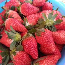 草莓大量上市日供一千斤到二千斤甜宝上市