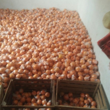 诚信交易，质量好，价格便宜皮色好，光泽好