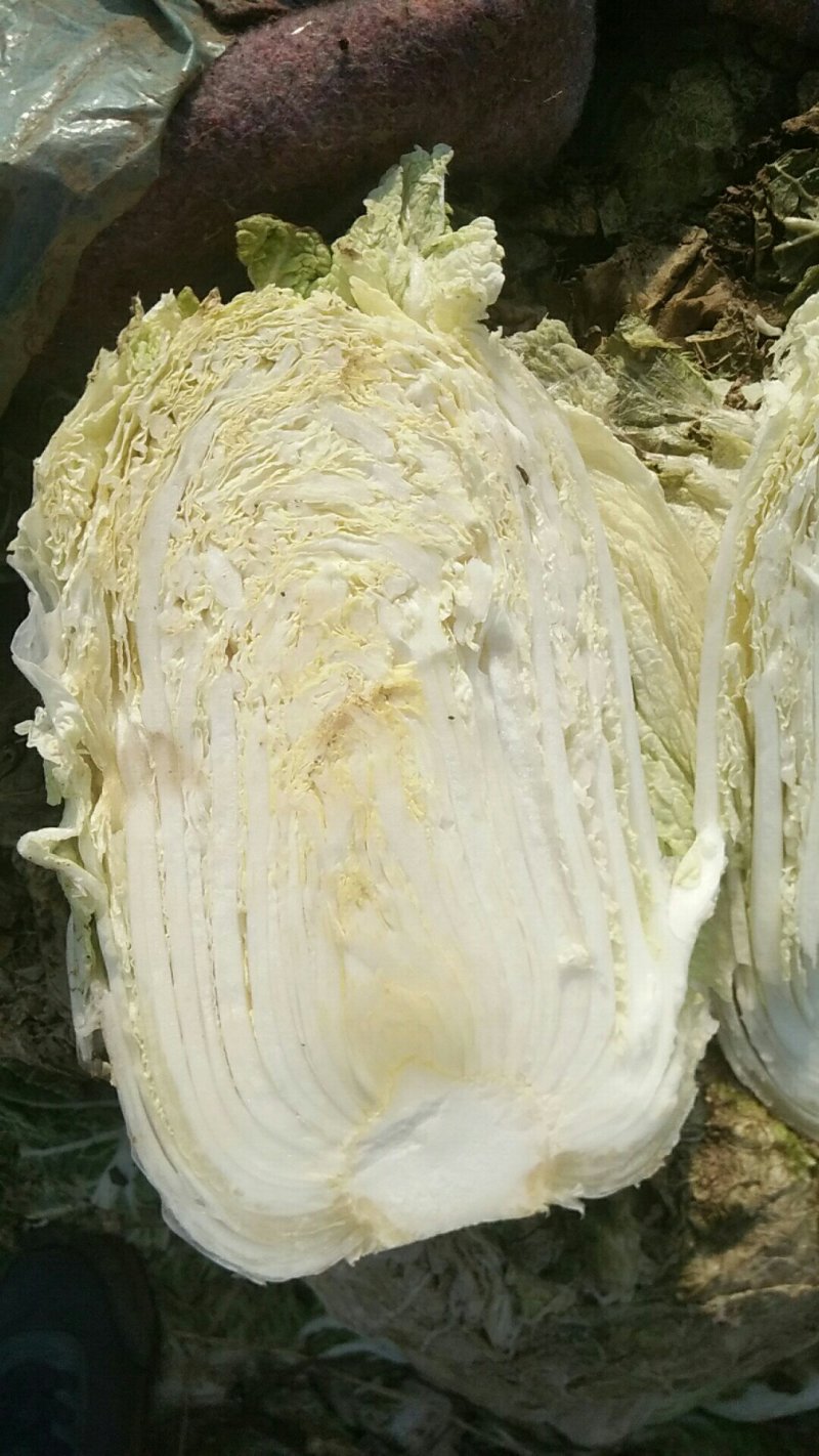 香菜，白菜