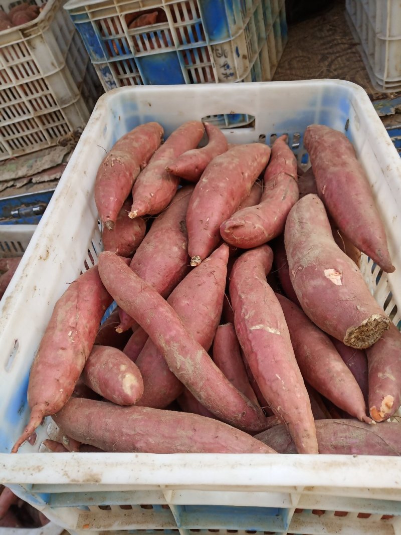 红暑