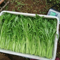 常年供应散装茼蒿菜（产地直供一手货源）质量好