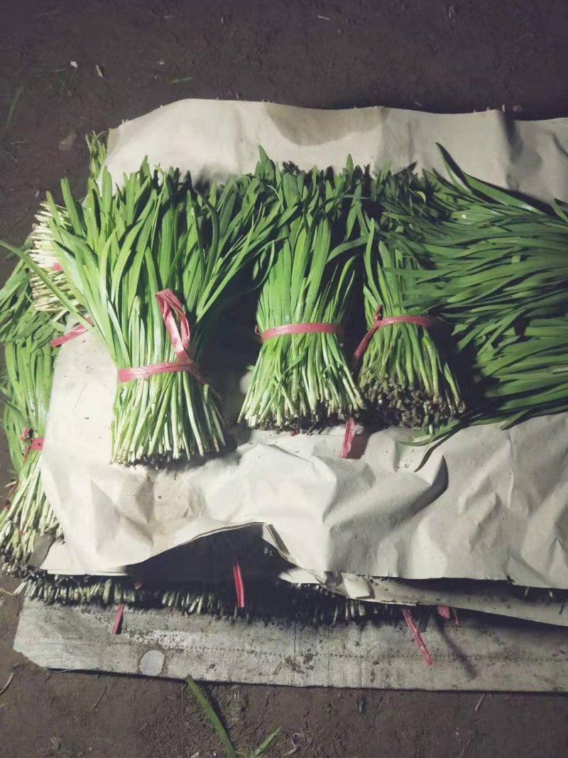 韭菜产地直销大量有货