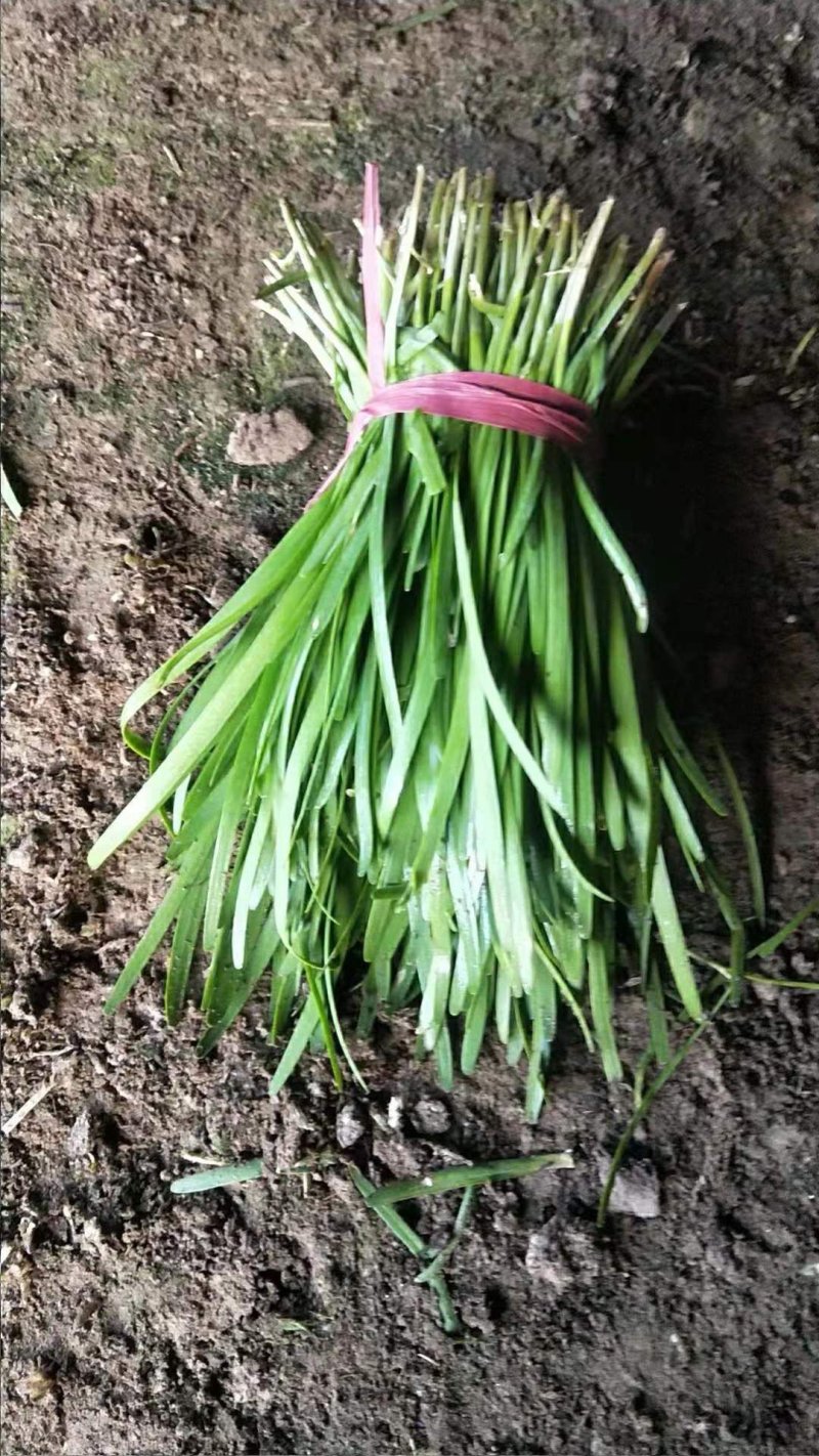 韭菜产地直销大量有货