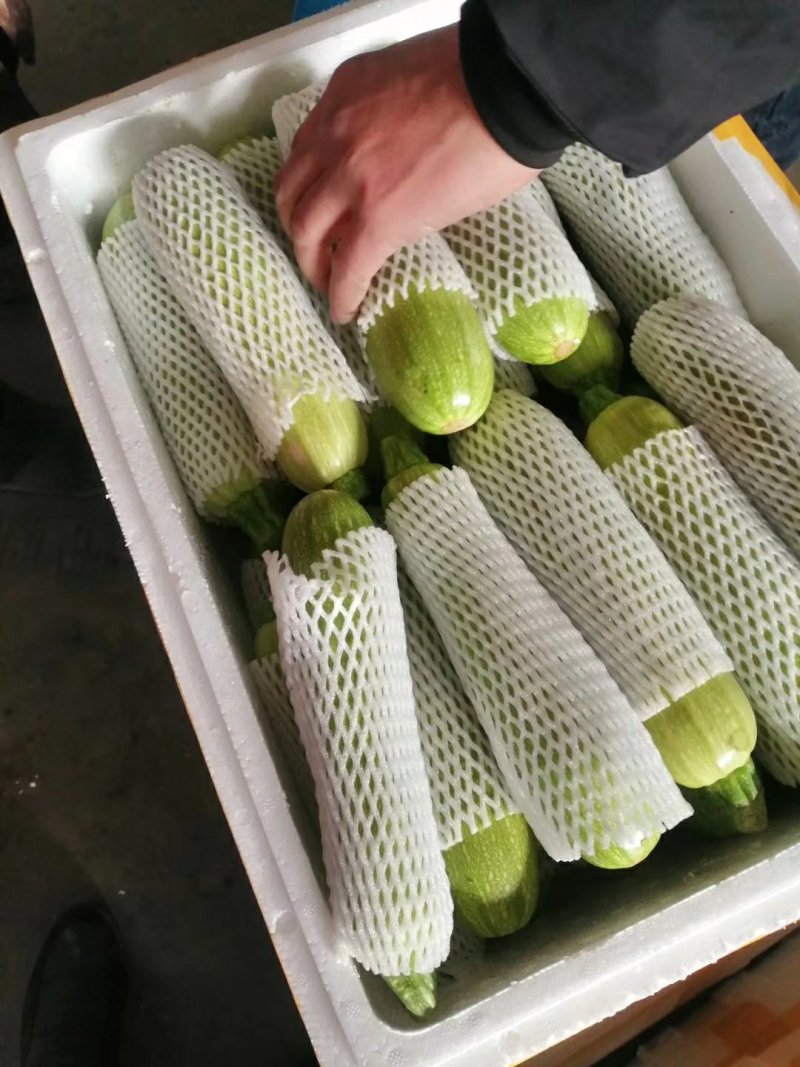河北邯郸绿皮西葫芦质量好价格便宜交通运输方便