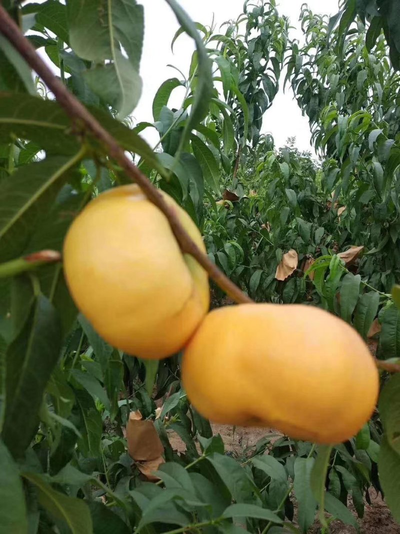 基地直销包品种精品桃树苗金皇后油蟠桃黄金蟠