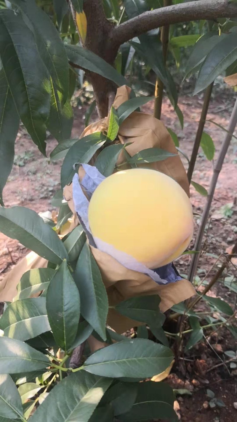基地直销包品种精品桃树苗金皇后油蟠桃黄金蟠