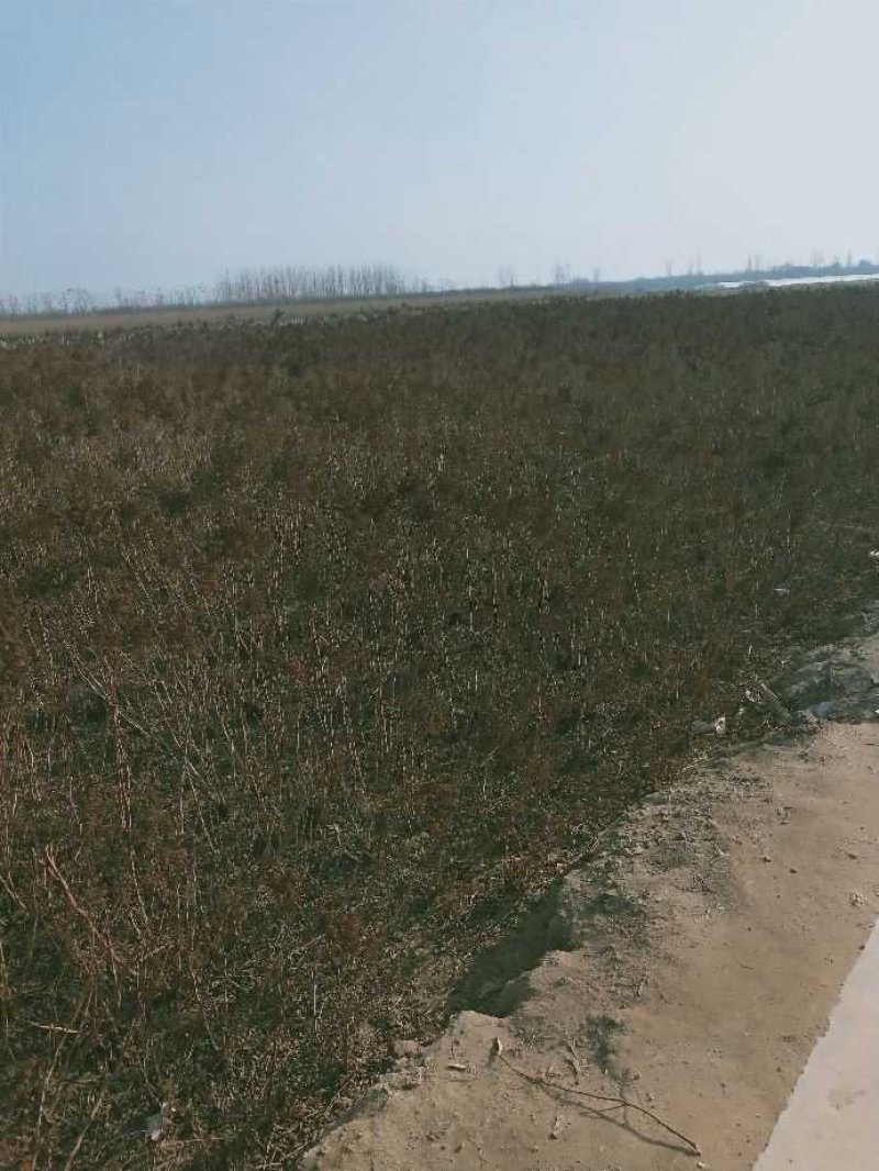 珍珠梅:乔灌木绿化工程苗木