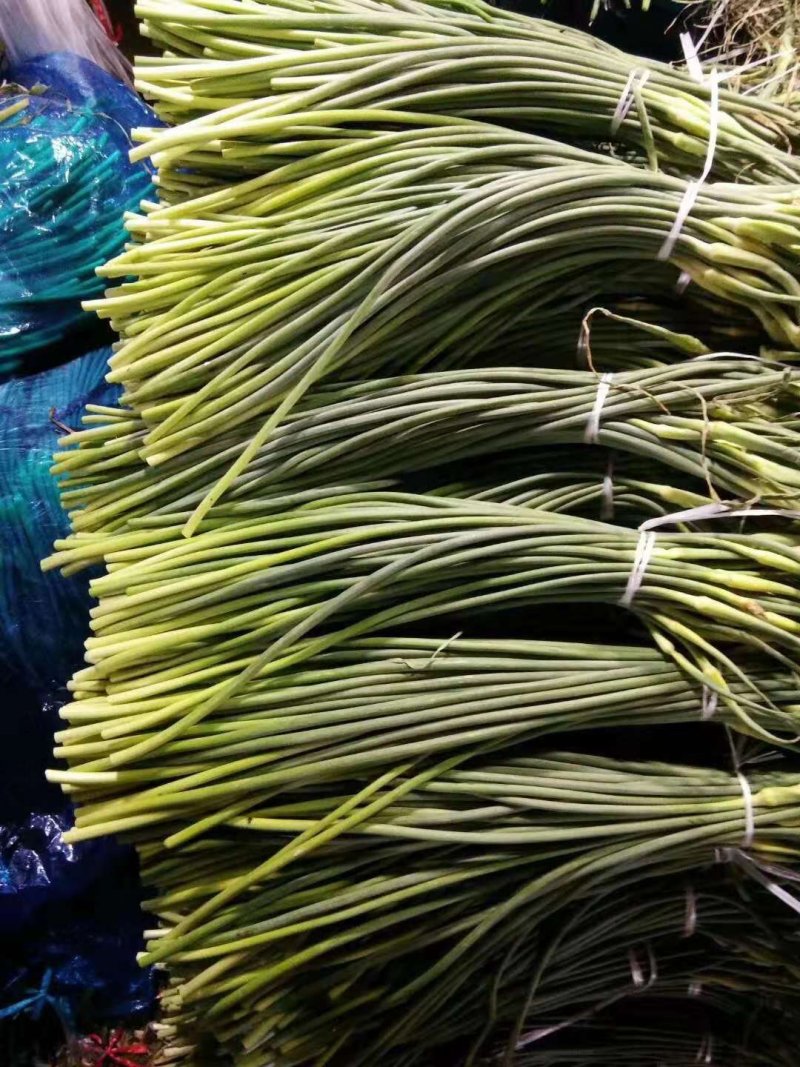【精品】蒜苔(白帽、红帽）冷库直销.货源充足.随到随装