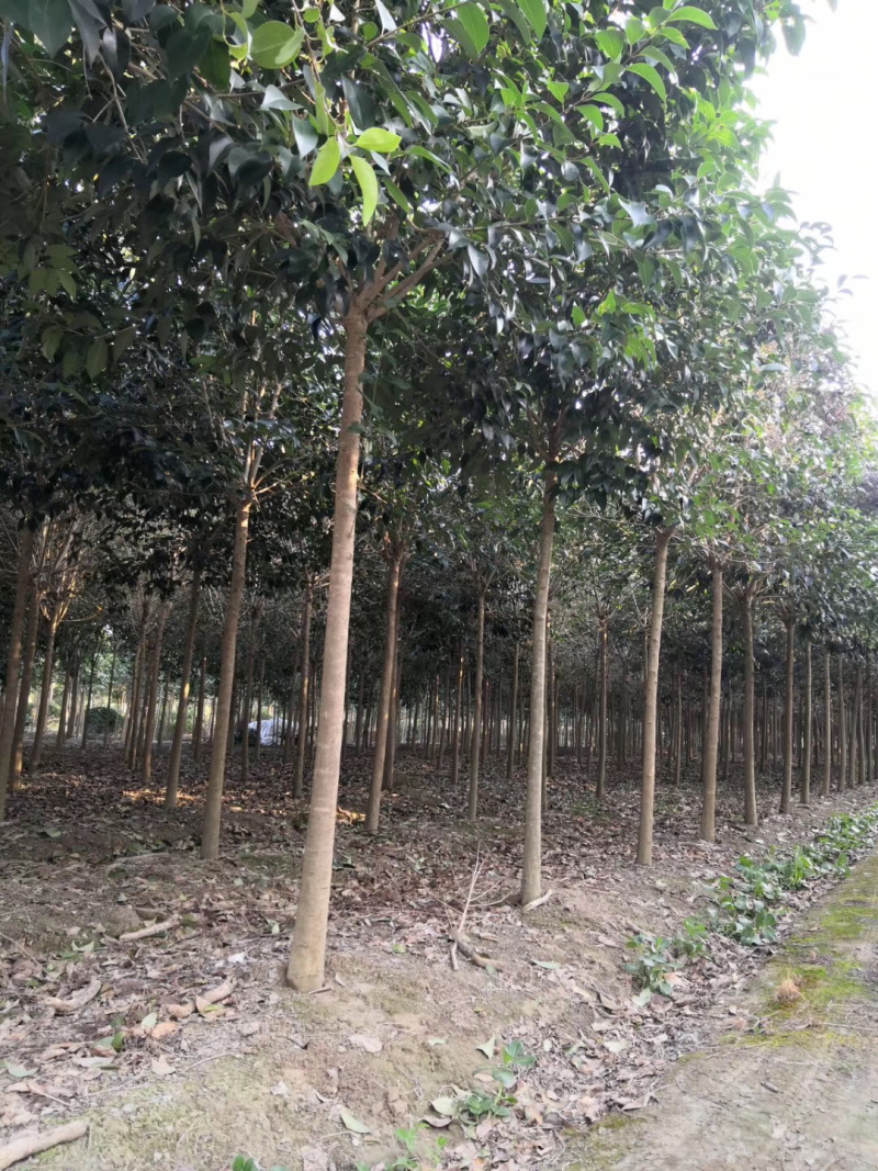 大叶女贞高杆女贞自有苗圃，量大优惠，期待合作！