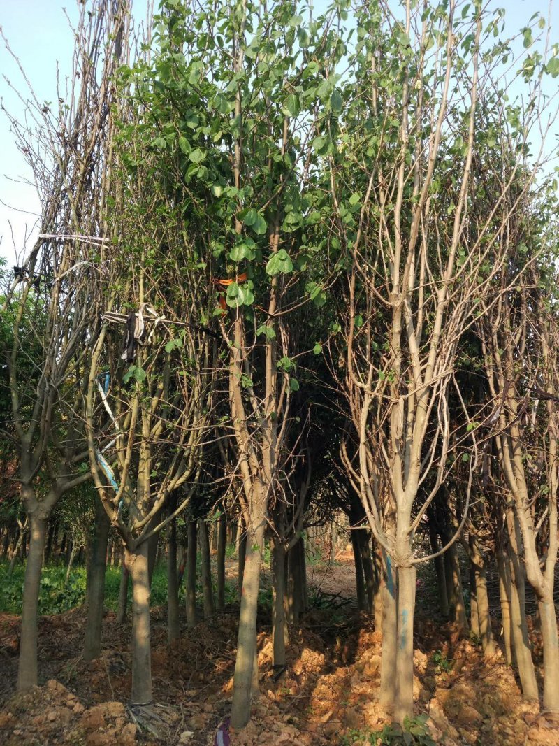 紫玉兰，5-10公分紫玉兰价格，紫玉兰小苗