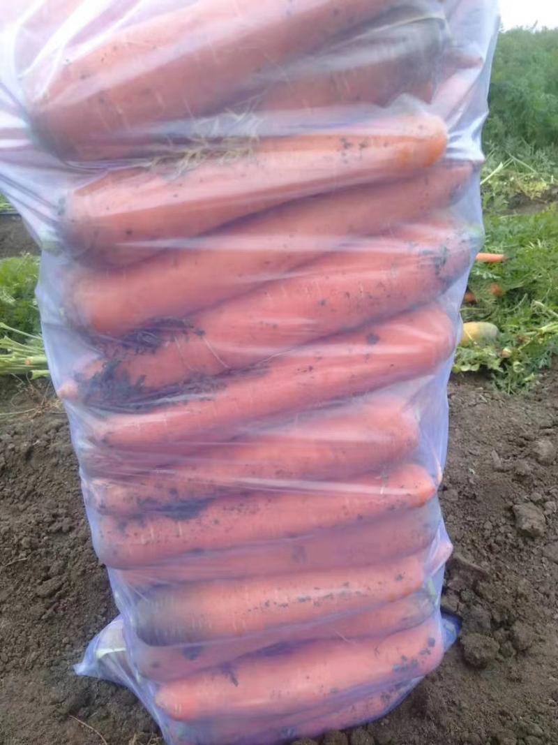 胡萝卜316～精品三红～土货水洗护各种包装