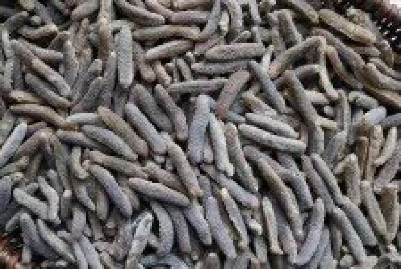 100头沙秃参，金沙参，以吞食沙子为生，其消化能力强。
