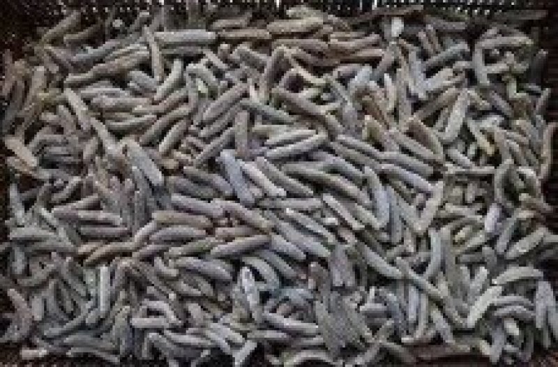 100头沙秃参，金沙参，以吞食沙子为生，其消化能力强。