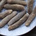 100头沙秃参，金沙参，以吞食沙子为生，其消化能力强。