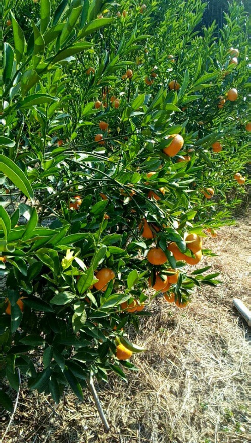 柑橘类，无公害特色绿色食品