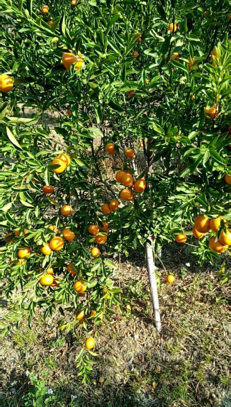 柑橘类，无公害特色绿色食品