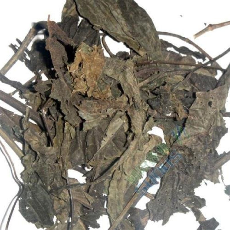 常年批发代购紫苏叶物美价廉