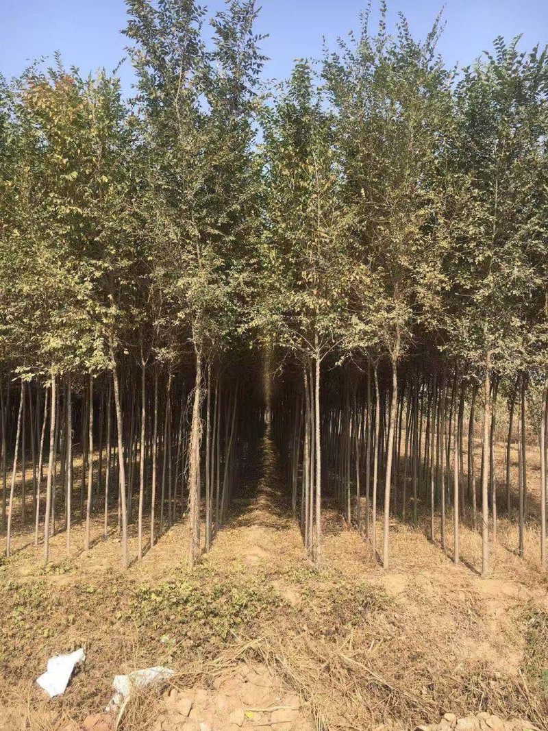 榆树
