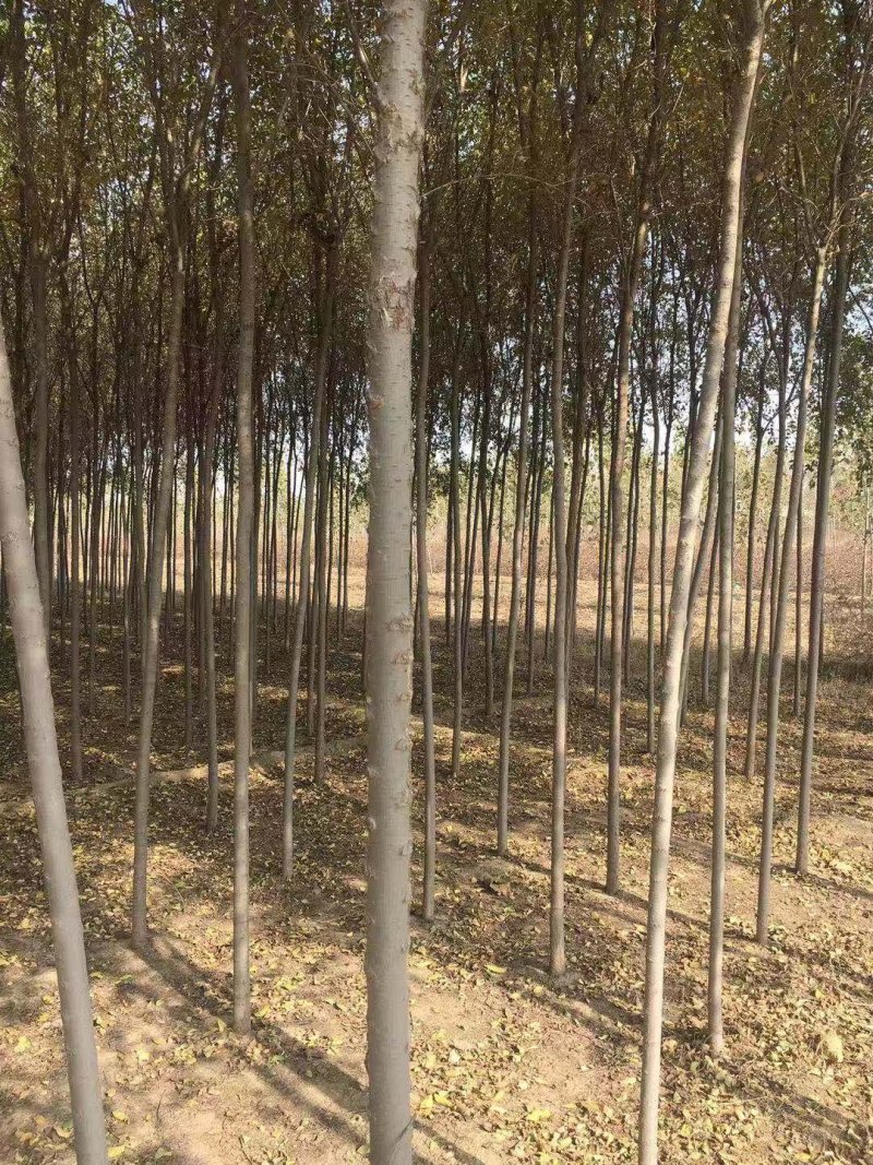 榆树