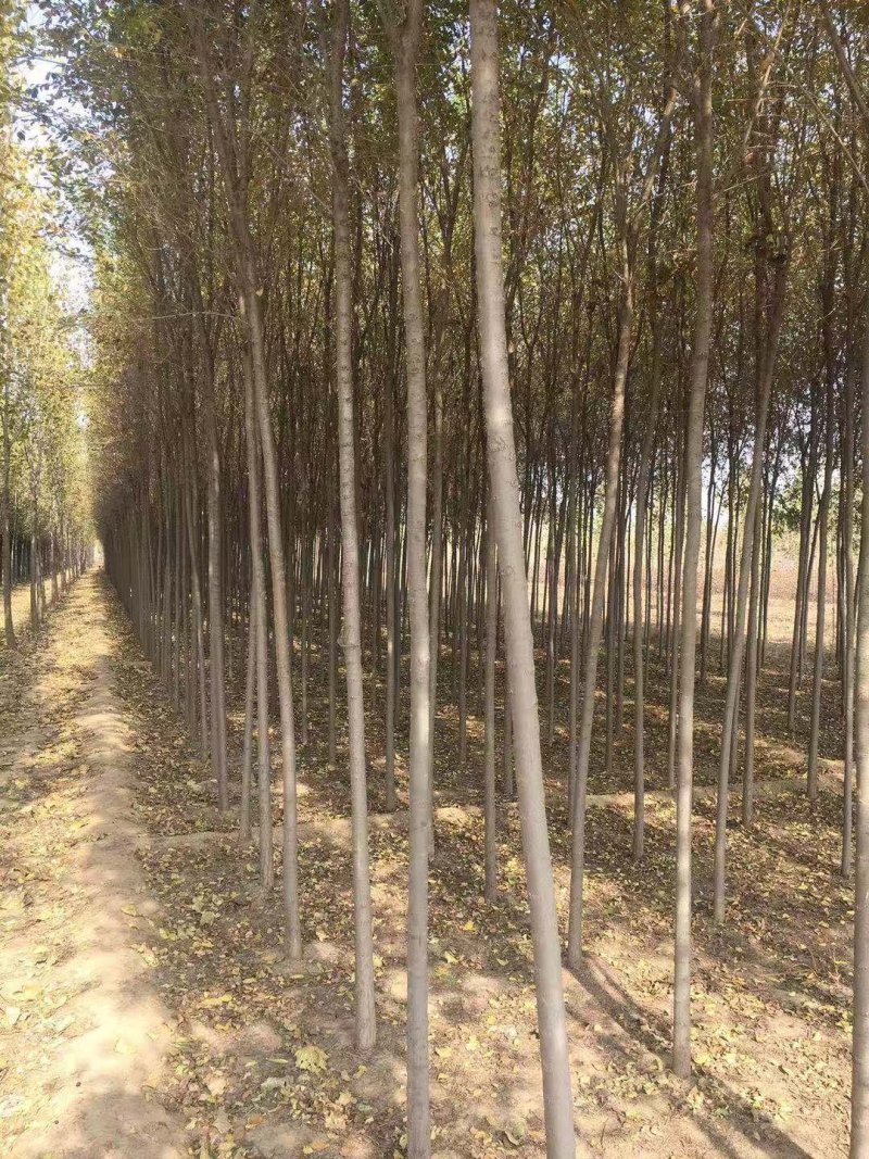 榆树