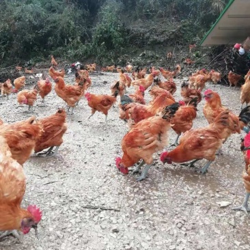 处理价红冠乌皮土鸡