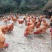 处理价红冠乌皮土鸡