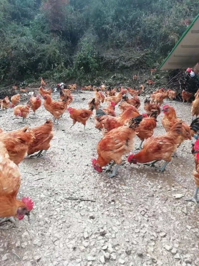 处理价红冠乌皮土鸡