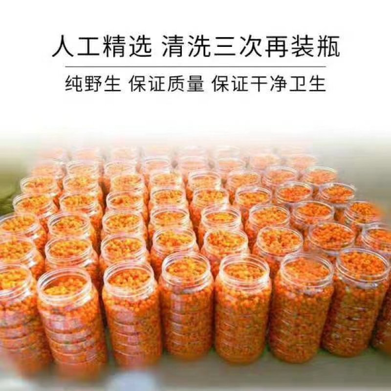 山西吕梁特级野生沙棘果新鲜沙棘果酵素榨汁