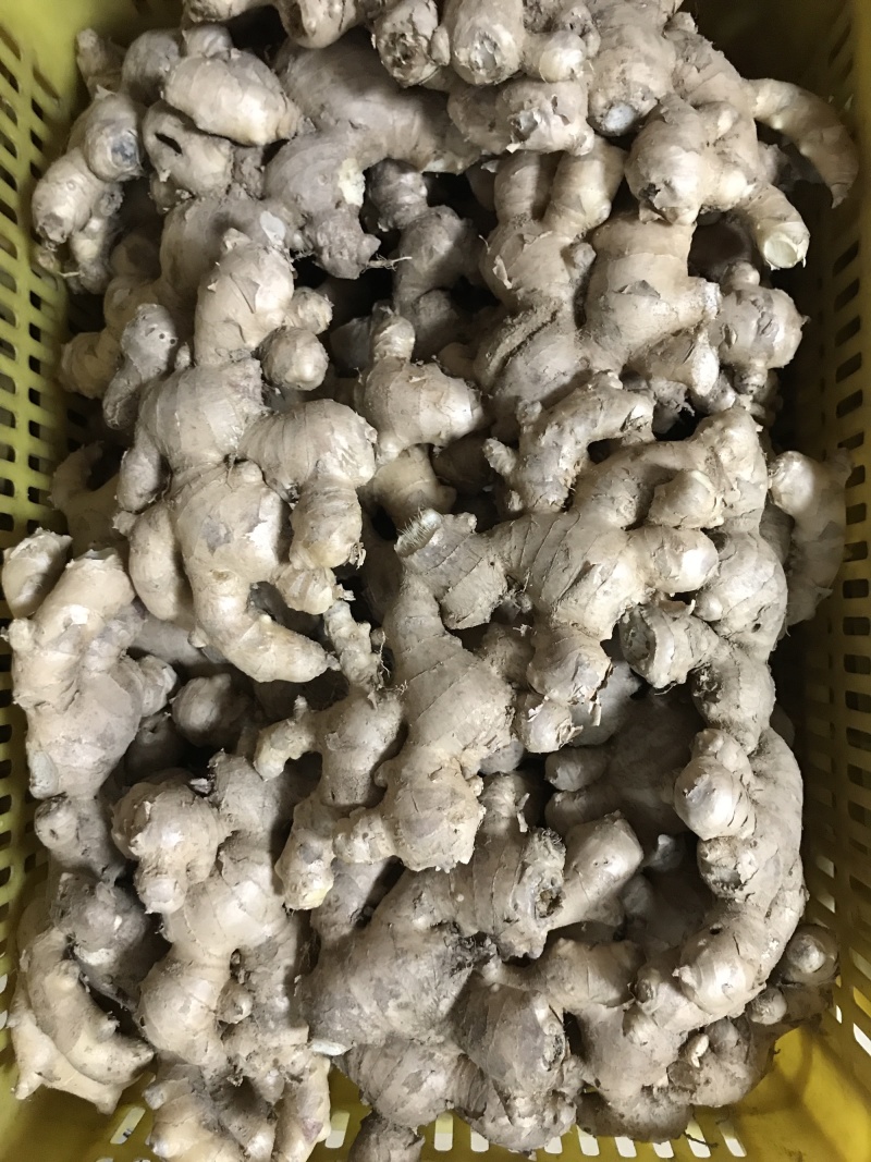大黄姜