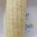 嘉甜糯13鲜食糯玉米种子甜糯比例1:3口感好