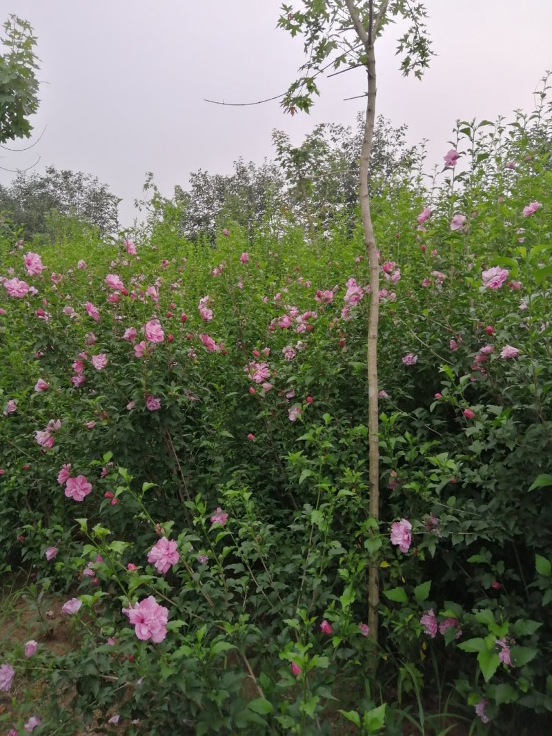 木槿花，花色粉红，成活率高，适应各地种植，技术服务