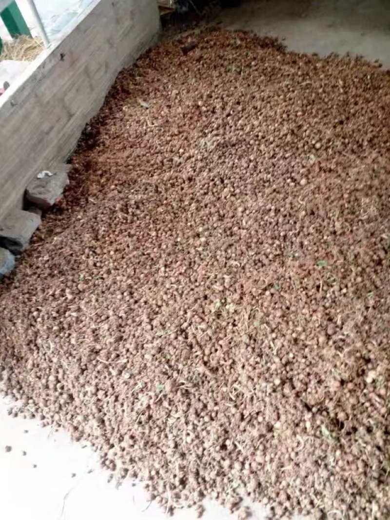 江西樟树野生旱半夏鲜货
