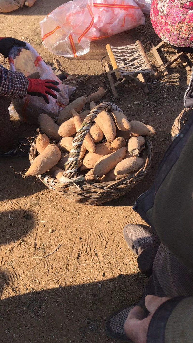 常年供应批发红薯