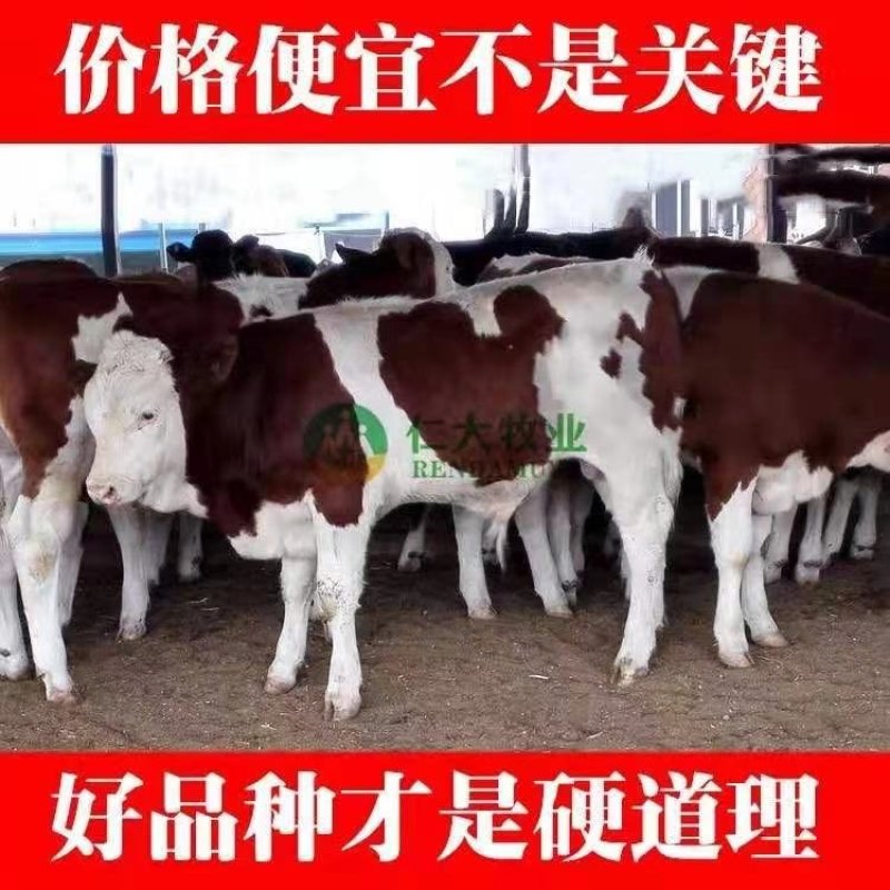 牛犊品质保证，厂家直销，专注养牛三十年品质保证，品种优良
