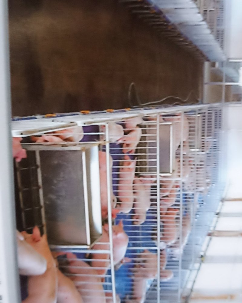 养猪设备母猪产床限位栏养殖地板各种型号铸铁塑料厂家直销