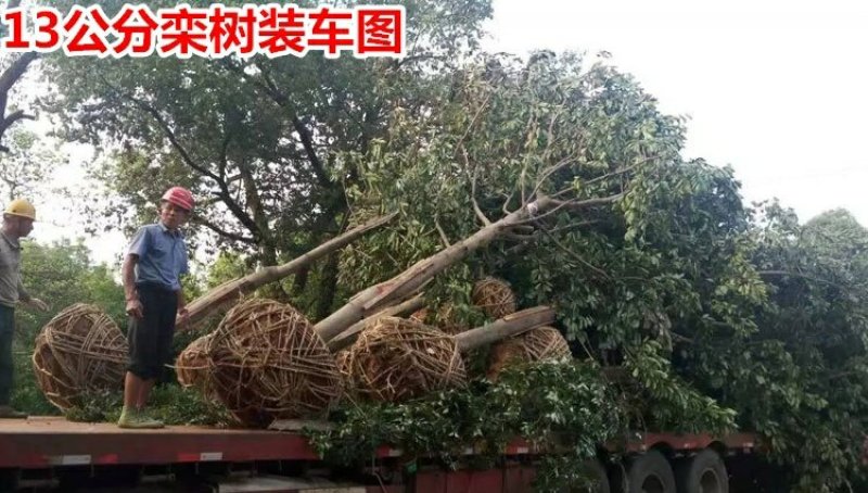 栾树苗黄山栾北京栾工程绿化苗木行道树栾树树苗小苗庭院