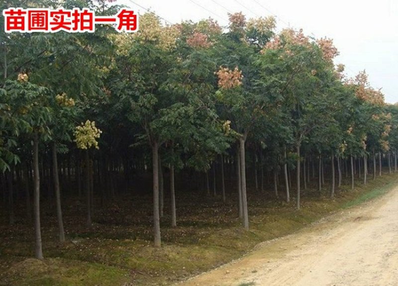 栾树苗黄山栾北京栾工程绿化苗木行道树栾树树苗小苗庭院