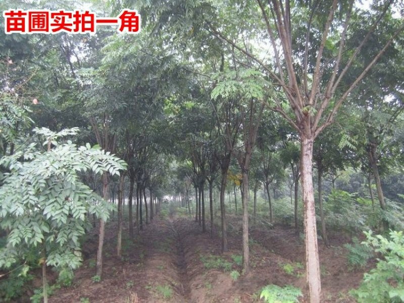 栾树苗黄山栾北京栾工程绿化苗木行道树栾树树苗小苗庭院