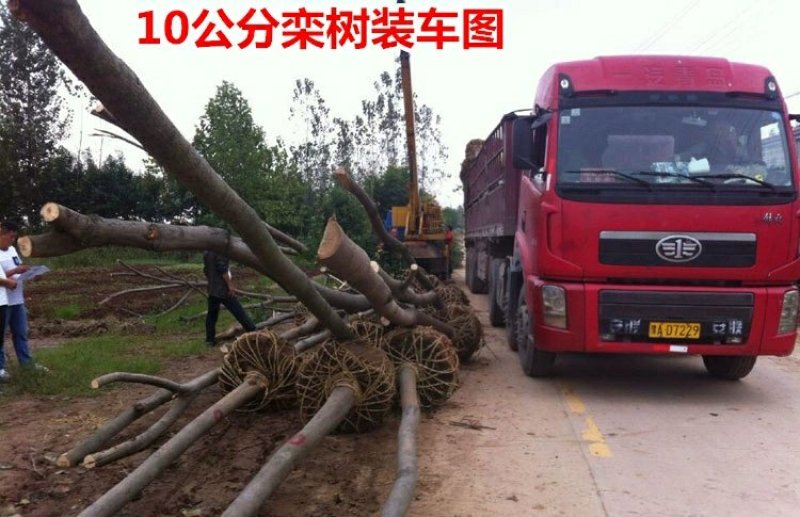 栾树苗黄山栾北京栾工程绿化苗木行道树栾树树苗小苗庭院