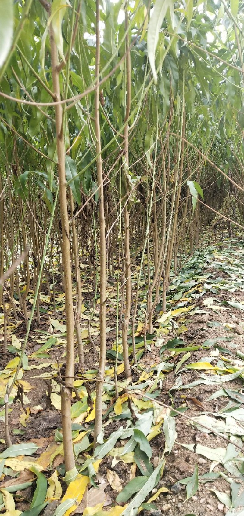 黄桃树苗，黄金密四号，黄金密1号，保质量产地直销